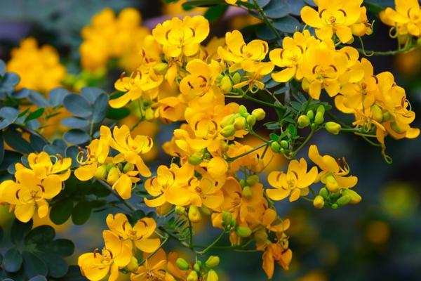 Avarampoo Flower Blossoms with Natural Benefits
